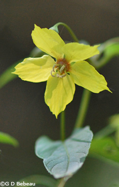 Fringed Loosestrife