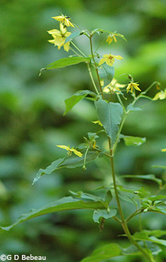 Fringed Loosestrife
