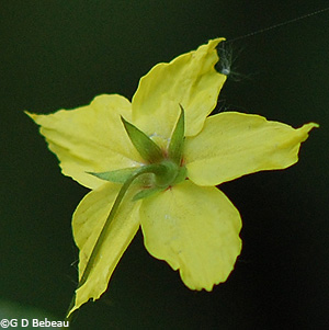 Fringed Loosestrife Sepals