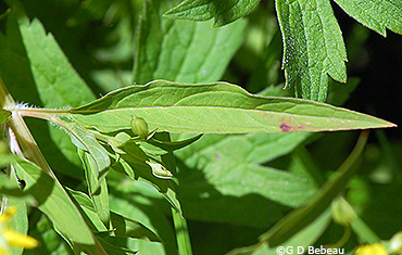 leaf
