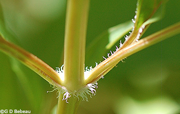 Stem hair