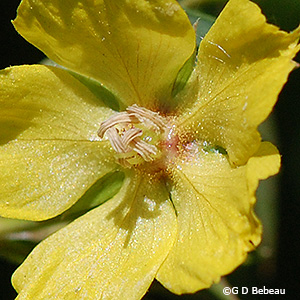 Stamens