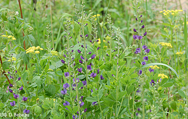 Field of Alexanders and False Blue Indigo