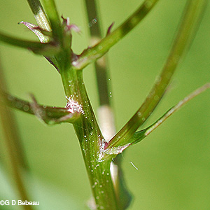 Golden Ragwort flower cluster stems
