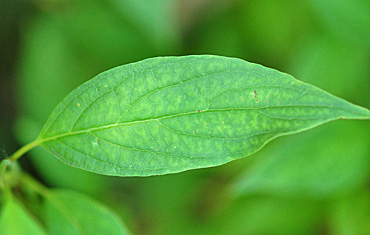 gray Dogwood leaf