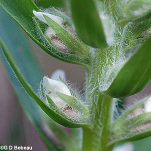 Grecian Foxglove buds