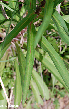 Grecian Foxglove leaf
