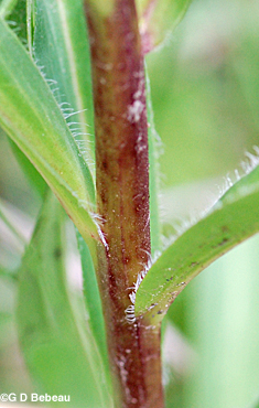 Grecian Foxglove stem