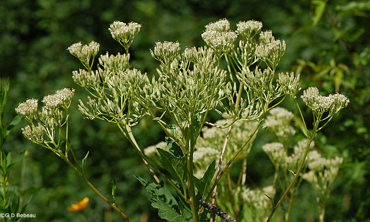 Great Indian Plantain