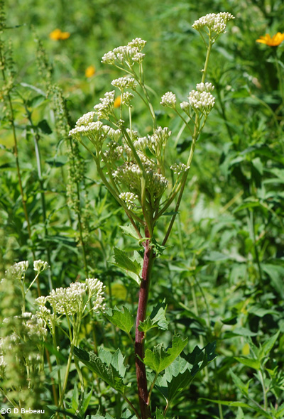 Great Indian Plantain full plant