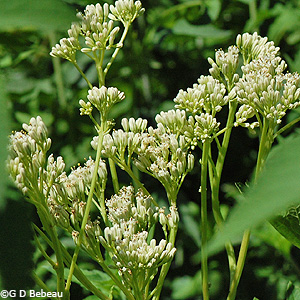 Great Indian Plantain Flowers