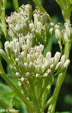 Great Indian Plantain flower