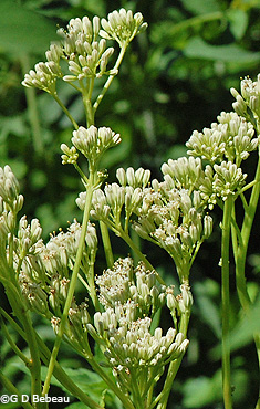Great Indian Plantain flower