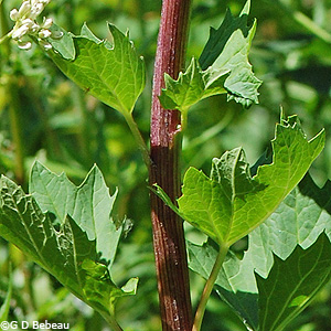 Great Indian Plantain leaf