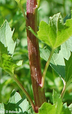 Great Indian Plantain stem