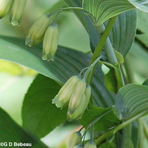 Great Solomons seal flower