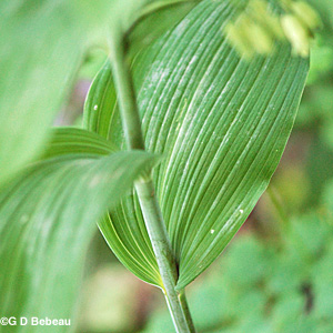 Great Solomons Seal leaf