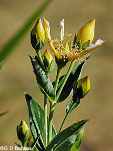 Great St. Johnswort