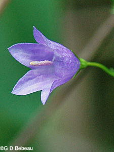 Harebell