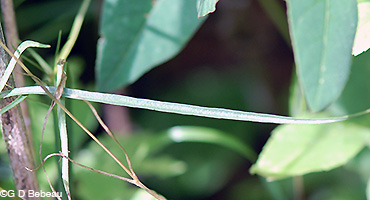Harebell leaf