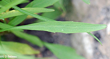 Lower leaf