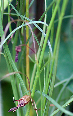 Harebell plant stem