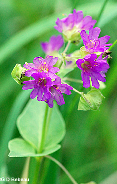 Heart-leaved four o'clock flower