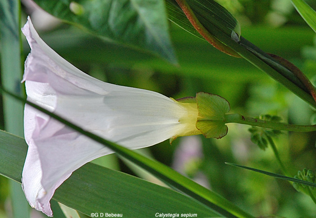 Hedge Bindweed closeup