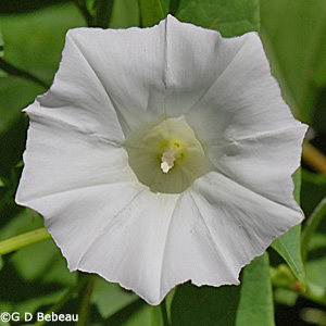 Hedge Bindweed flower