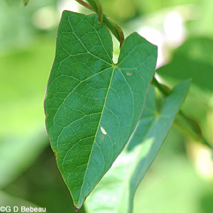Hedge Bindweed Leaf