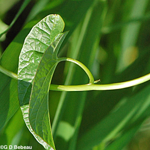 Hedge bindweed leaf stalk