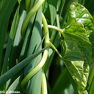 Hedgebindweed twining stem