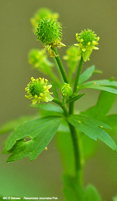 Hooked Crowfoot stem