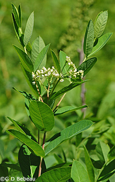 Indian Hemp