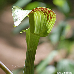 Jack-in-pulpit