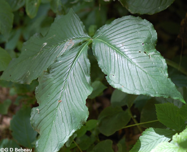 Jack-in-pulpit leaf