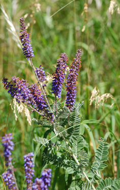 Leadplant