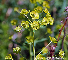 Leafy Spurge