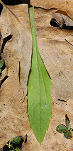Lesser Daisy Fleabane basal leaf