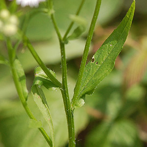 Lesser Daisy Fleabane leaf