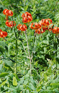 Michigan Lily