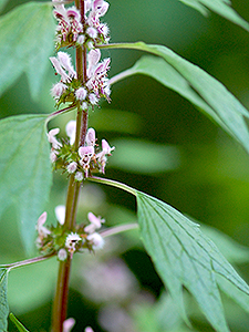 Motherwort