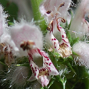 Motherwort Flowe Cluster