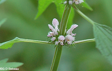 Motherwort stem section