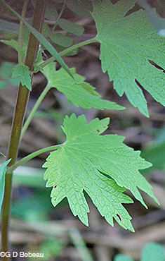 Motherwort lower leaf