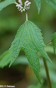 Motherwort midstem leaf
