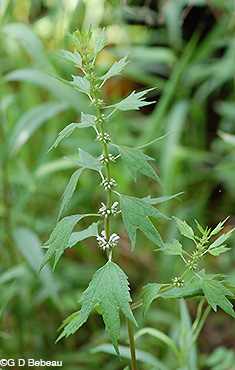 Motherwort Plant