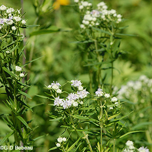Virginia Mountain Mint