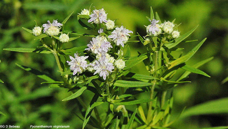 Virginia Mountain Mint