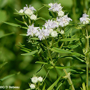 Virginia Mountain Mint
